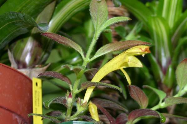 http://www.cloudjungle.com/CloudJungle/Gesneriaceae/Columnea/Columnea maryjane evans flower1.jpg